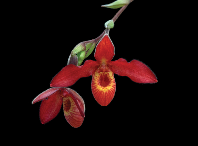 Andean Fire Essence