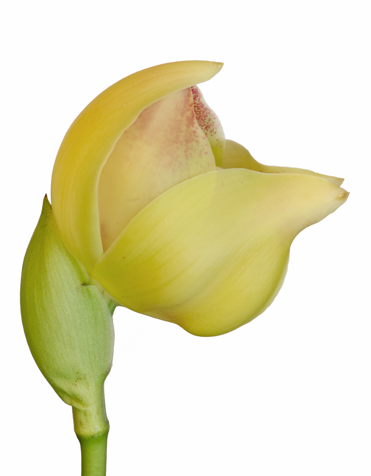 Boundless Peace Essence