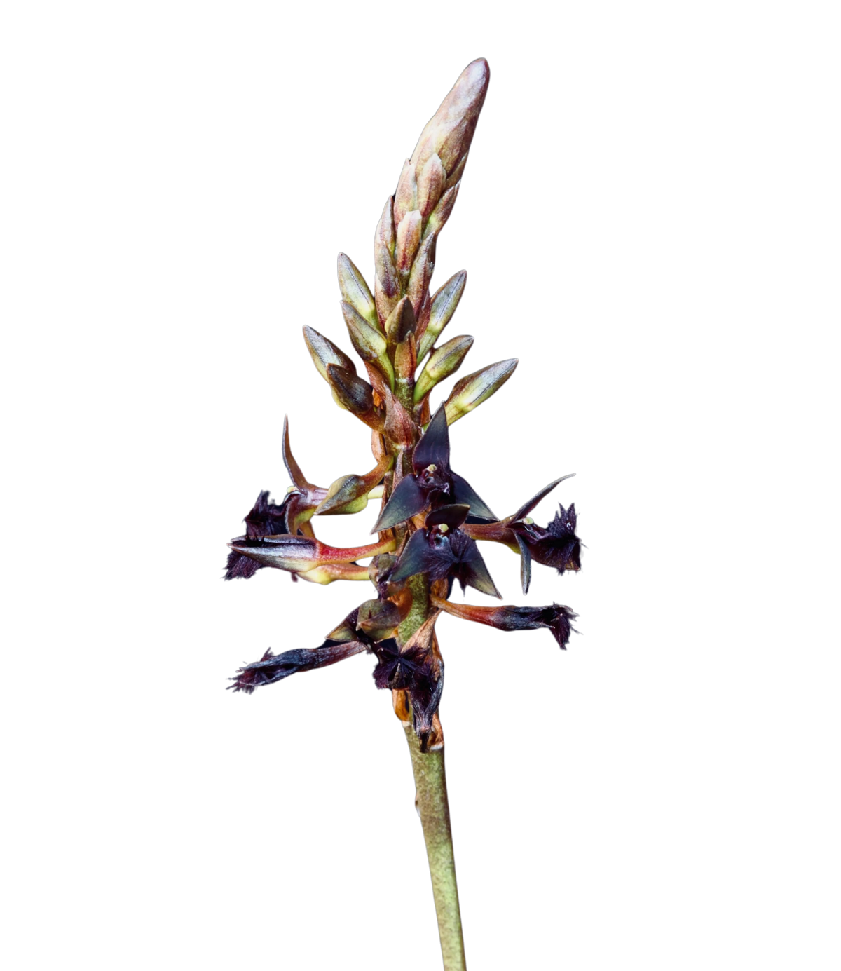 Orchid Fire Element Essence