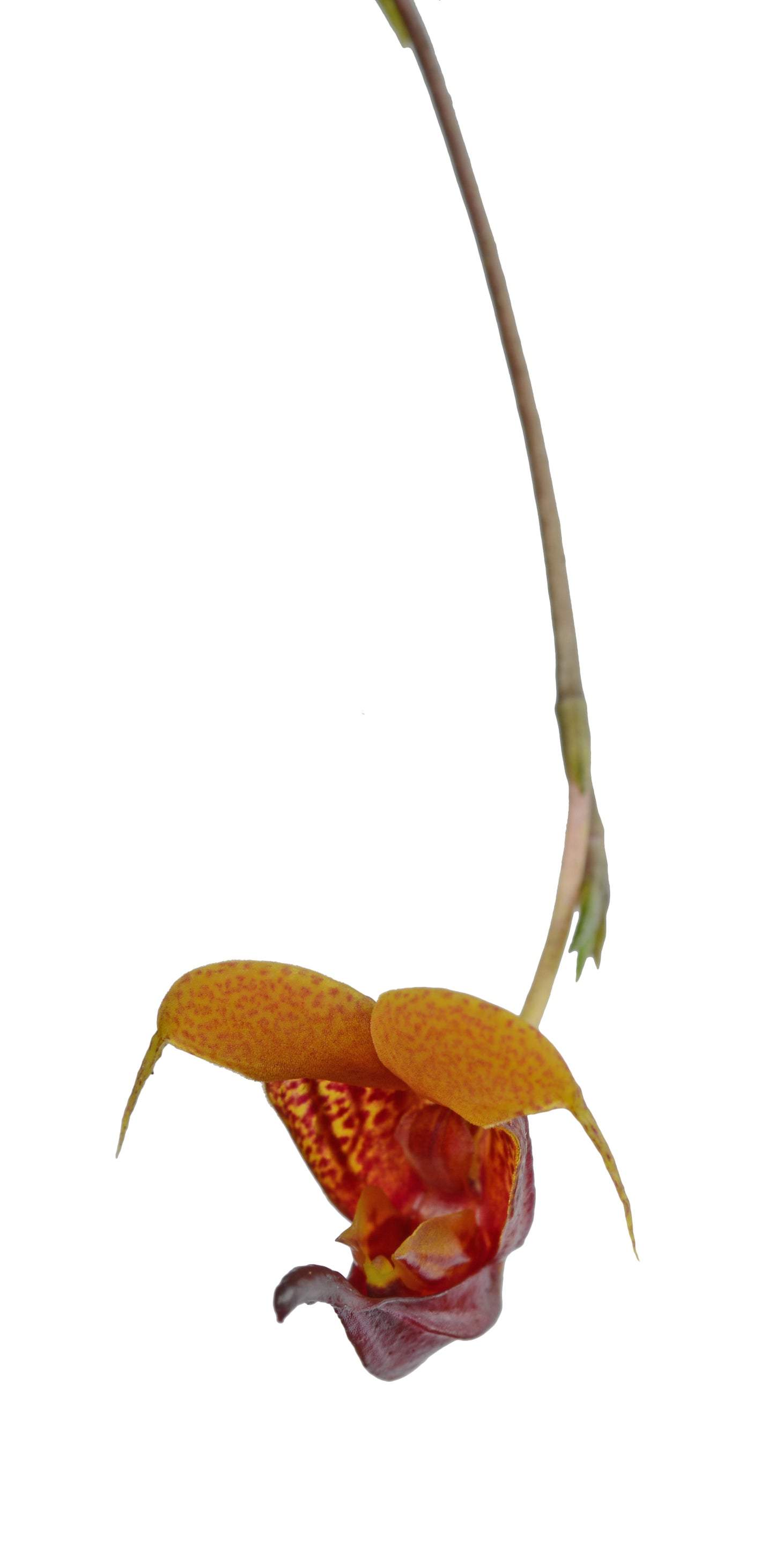 Eye of the Tiger Essence