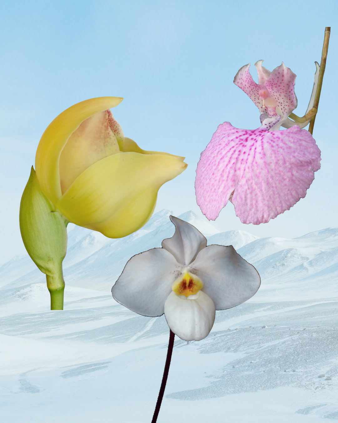 Gentle Geisha Combination Essence