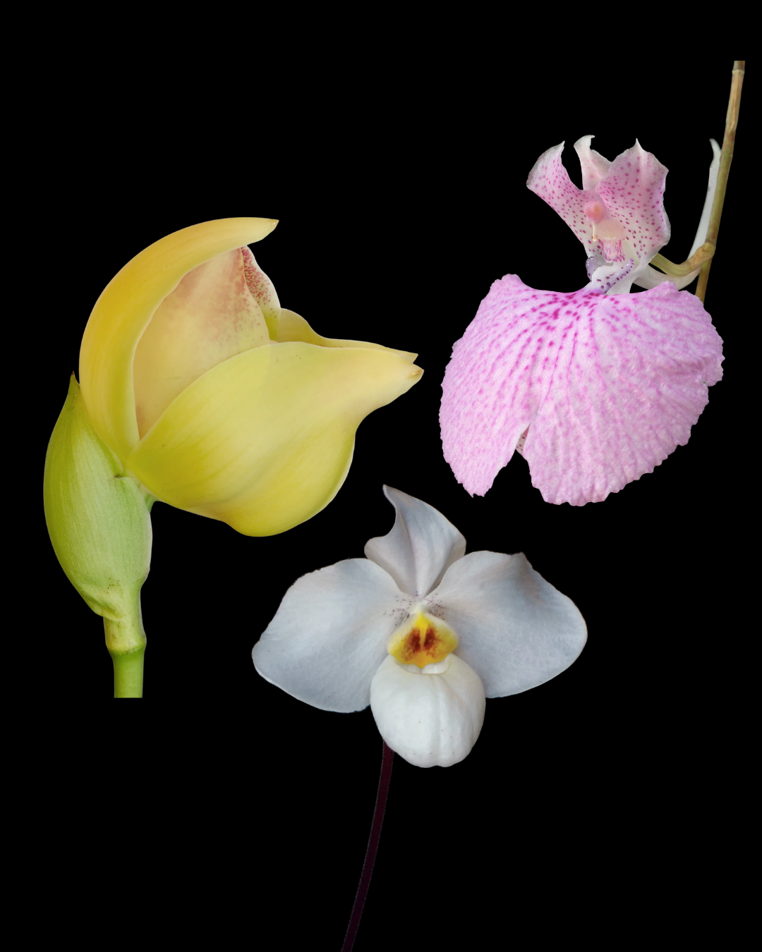 Gentle Geisha Combination Essence