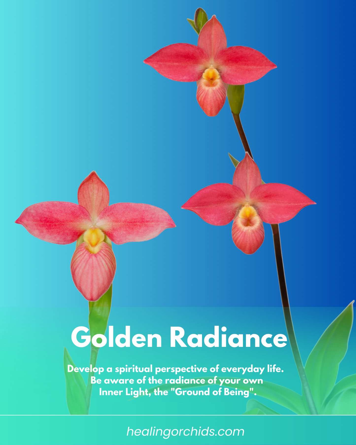 Golden Radiance Essence