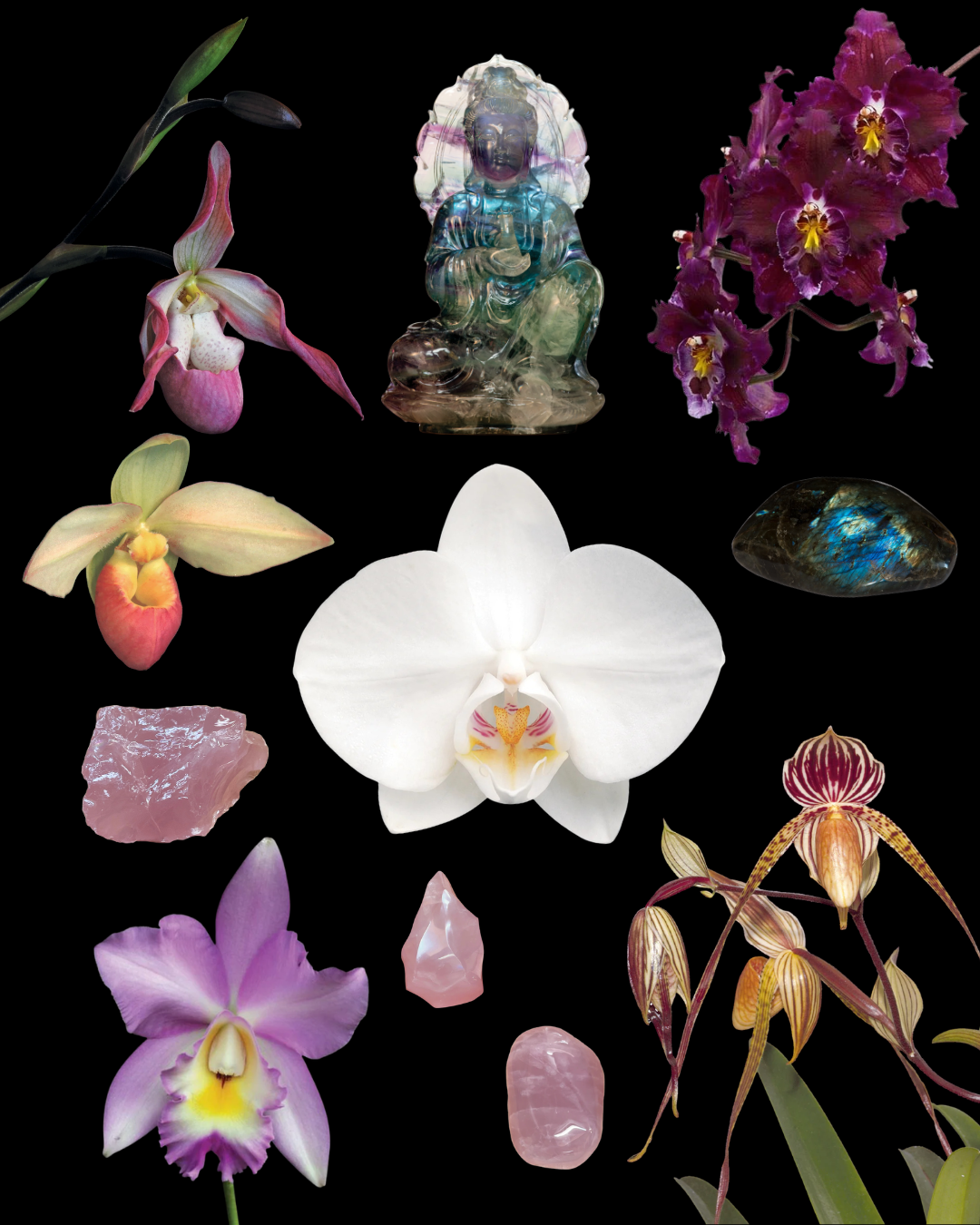 Orchid Woman Combination Essence