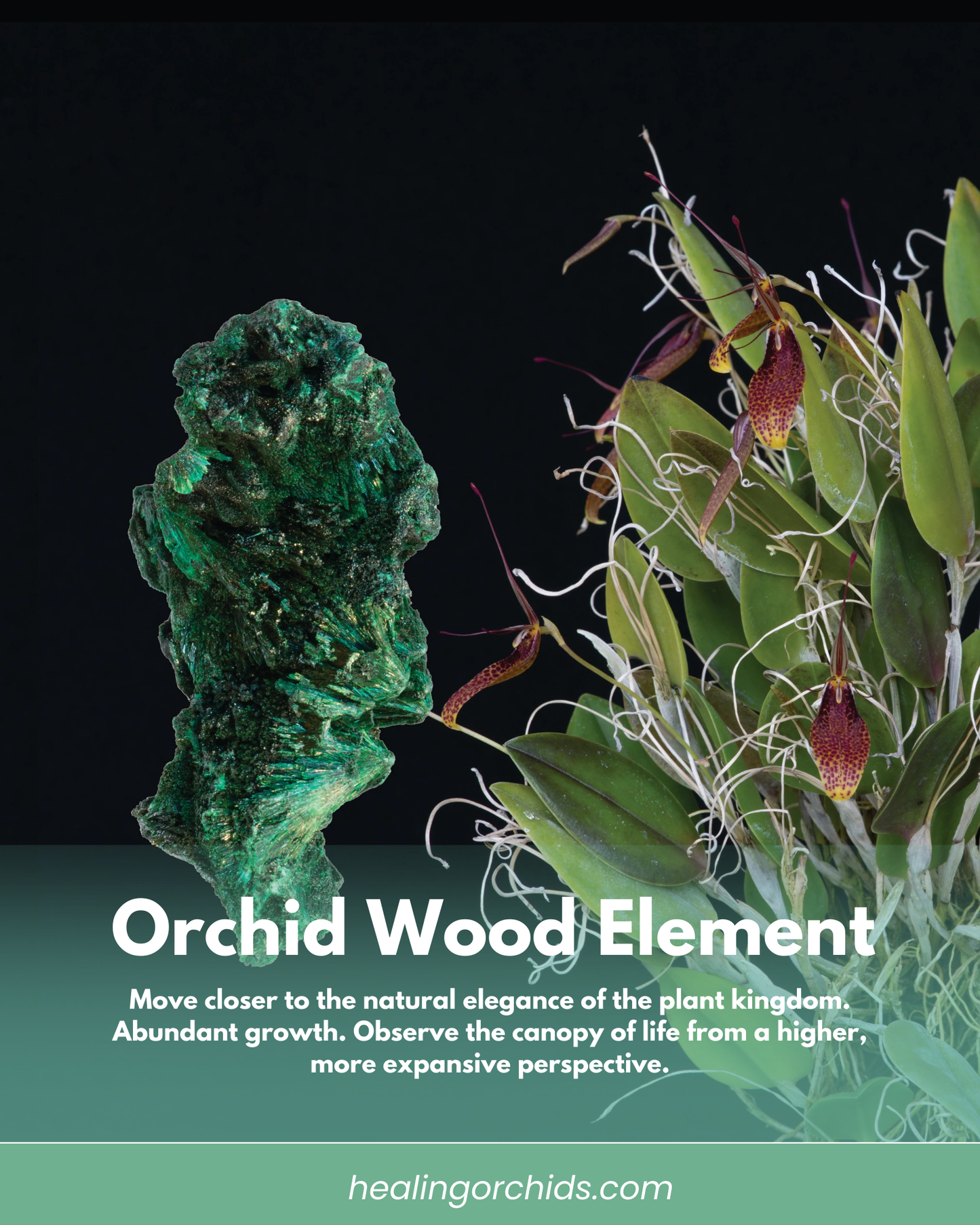 Orchid Wood Element Essence