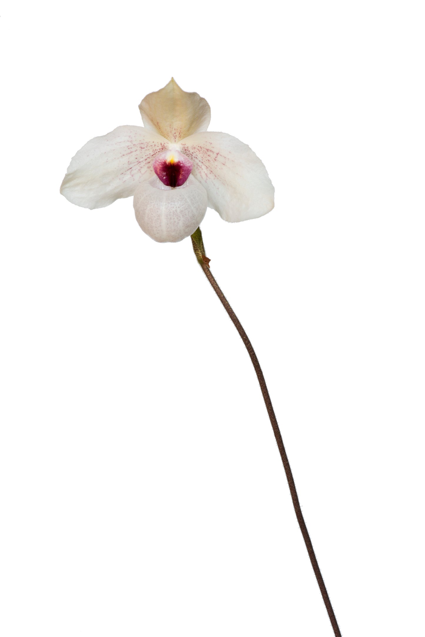 Orchid Air Element Essence