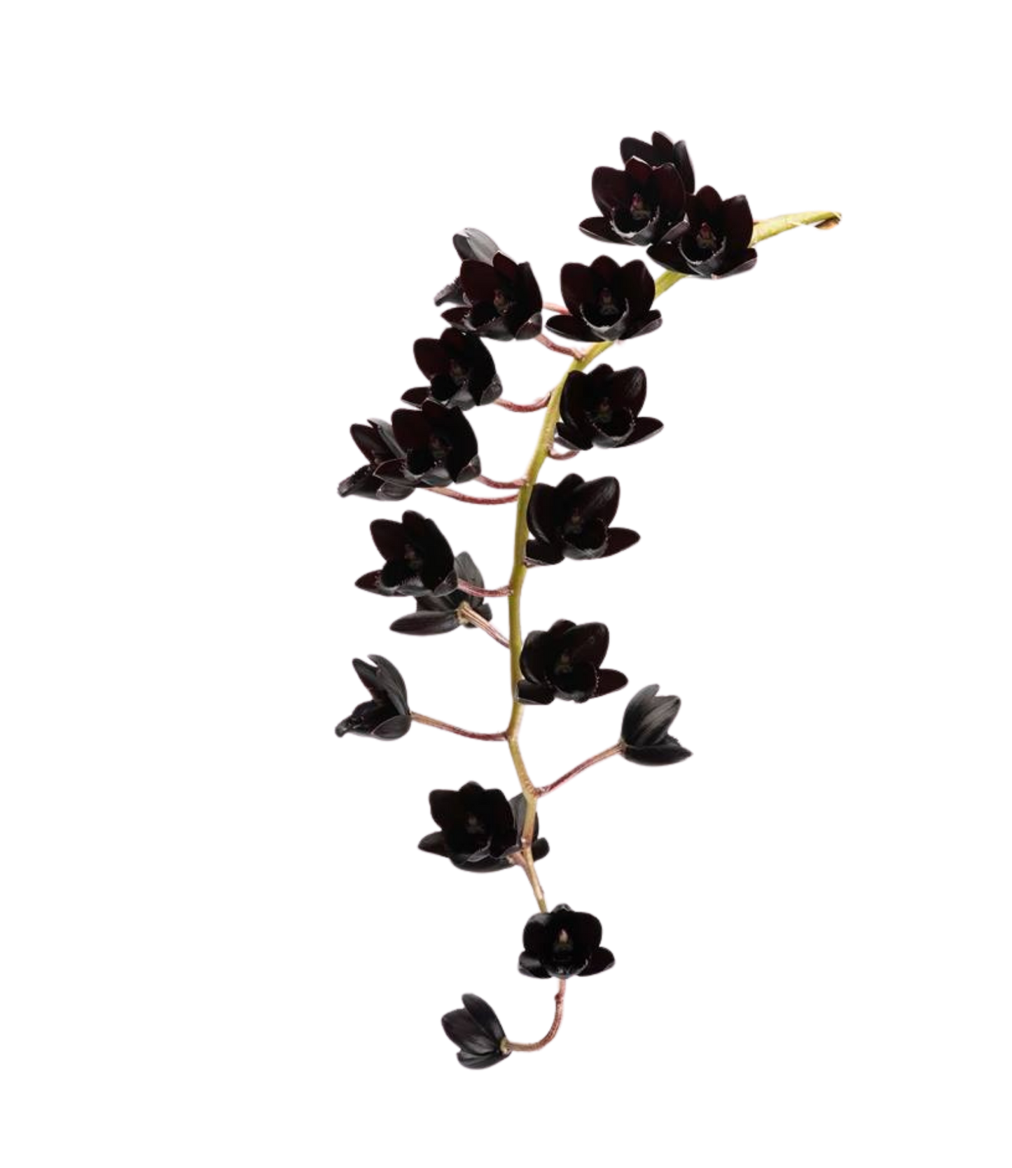 Rising Against the Dark Essence