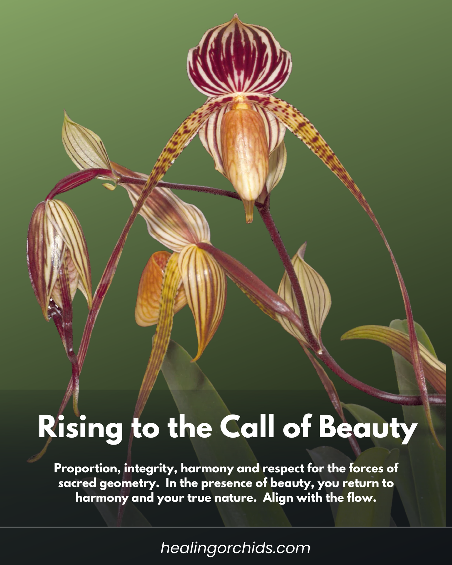 Rising to the Call of Beauty Essence