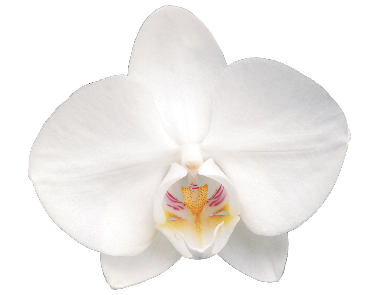 White Beauty Essence