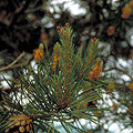 Healing Herbs - Pine