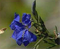 blue leschenaultia