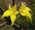 cowslip orchid