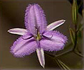 fringed lily twiner
