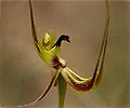 fringed mantis orchid