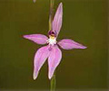 pink fairy orchid