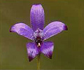 purple enamel orchid