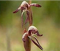 red beak orchid