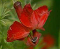 red leschenaultia
