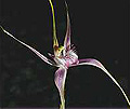 starts spider orchid