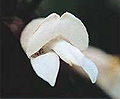 white eremophila