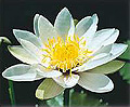 white nymph waterlily liani