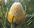 wooly banksia