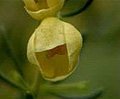 yellow boronia