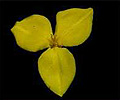 yellow flag flower
