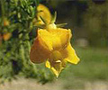 yellow leschenaultia