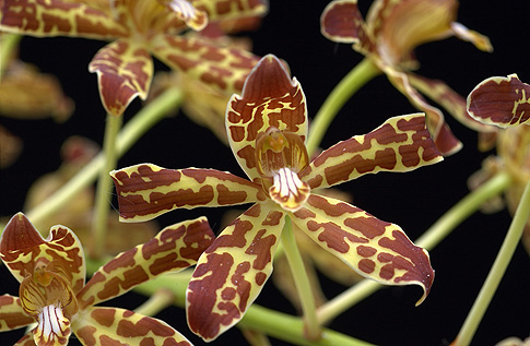 winged gold orchid