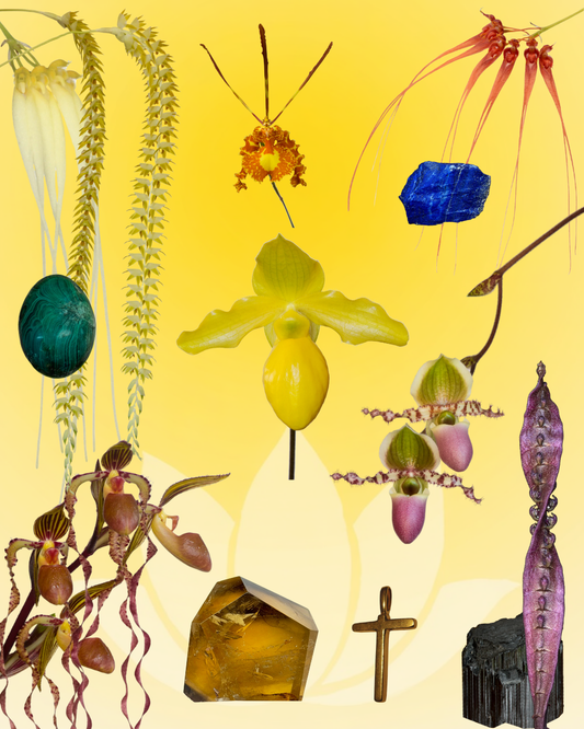 Auspicious Gift Combination Essence