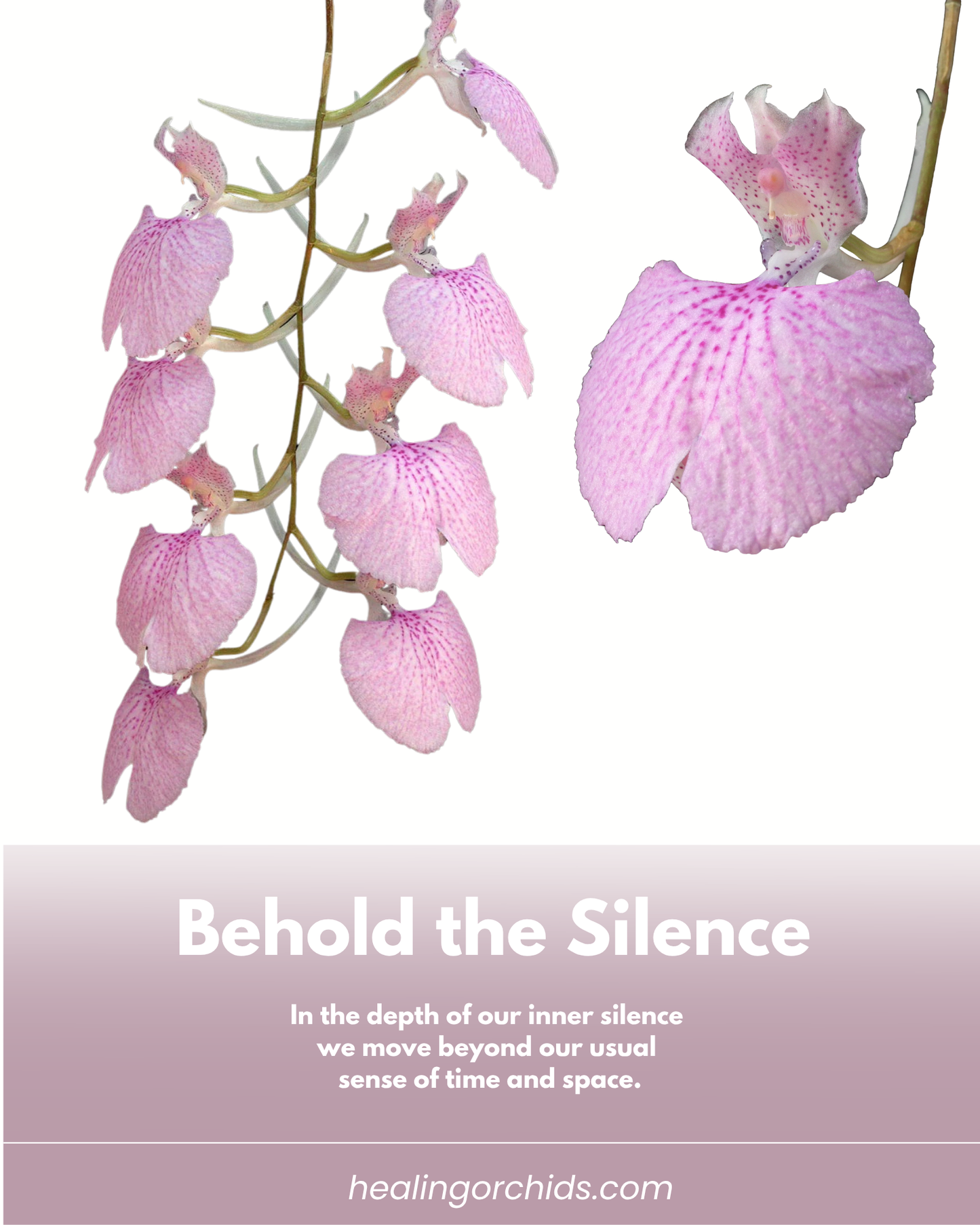 Behold the Silence Essence