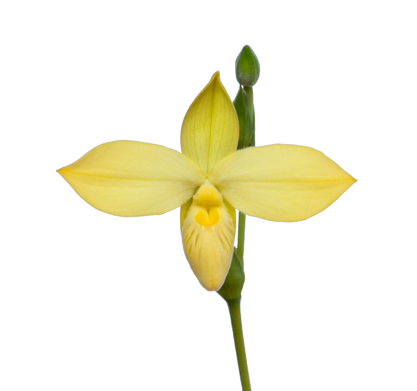 Orchid Crystal Element Essence