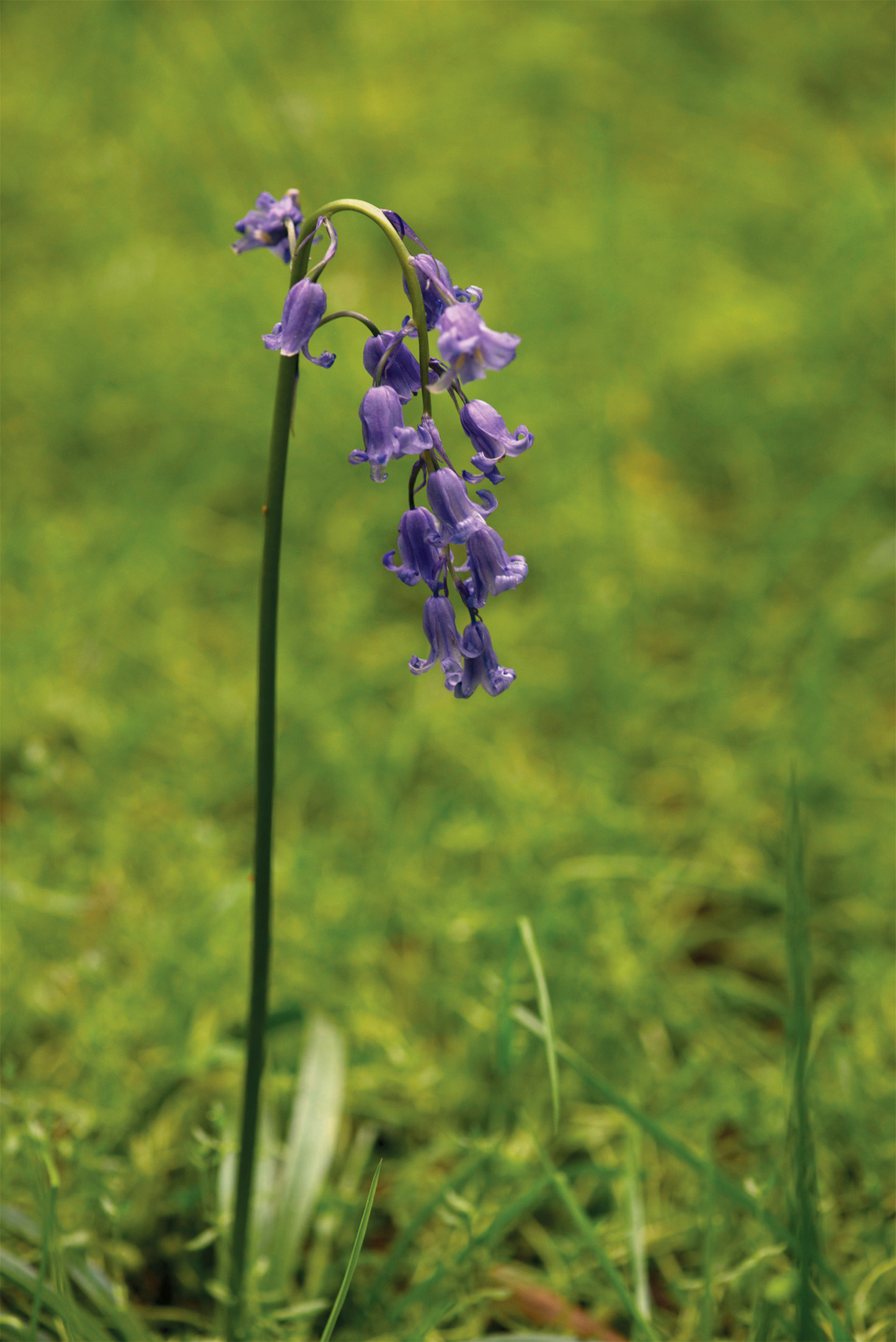 Bluebell Essence