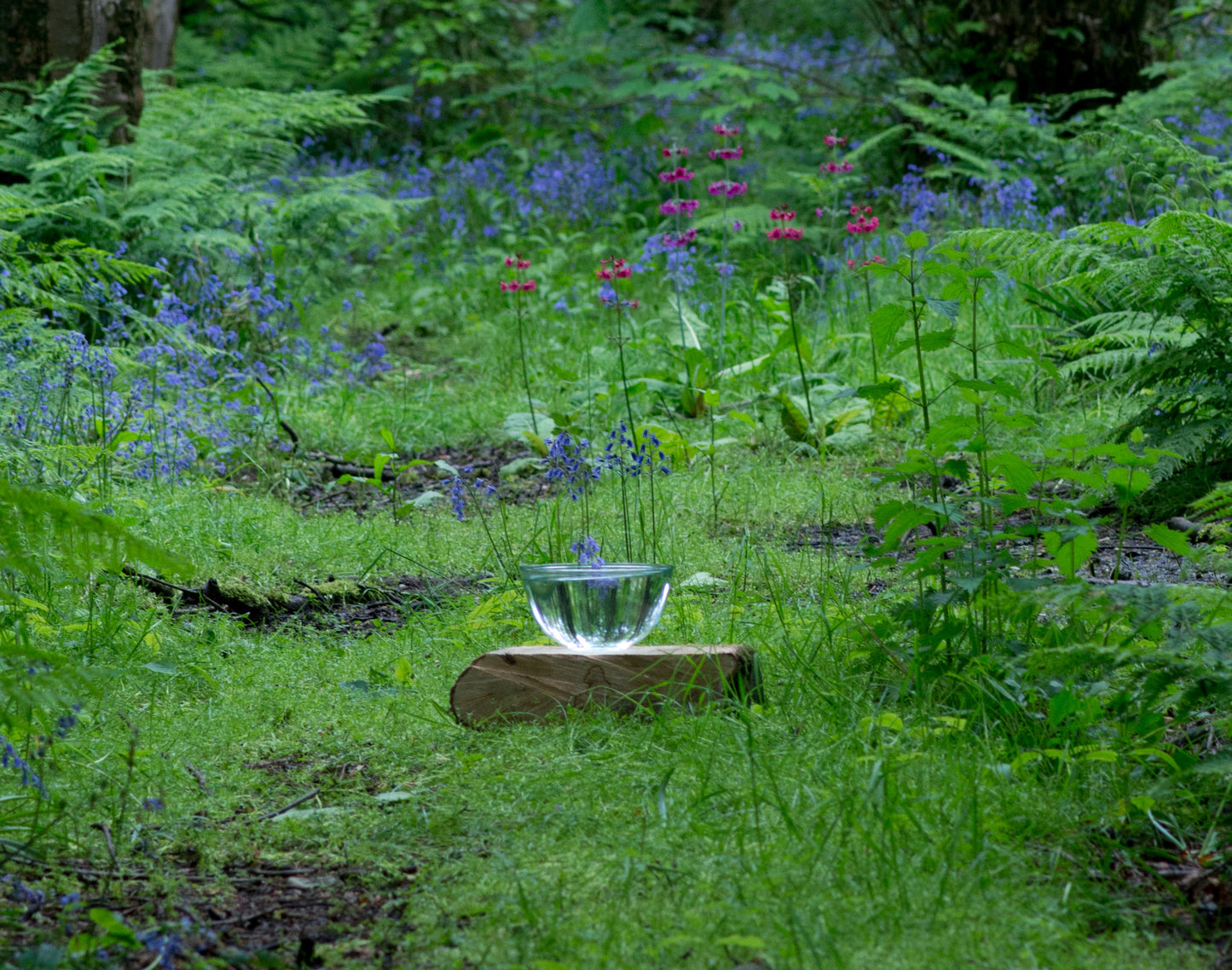Bluebell Essence