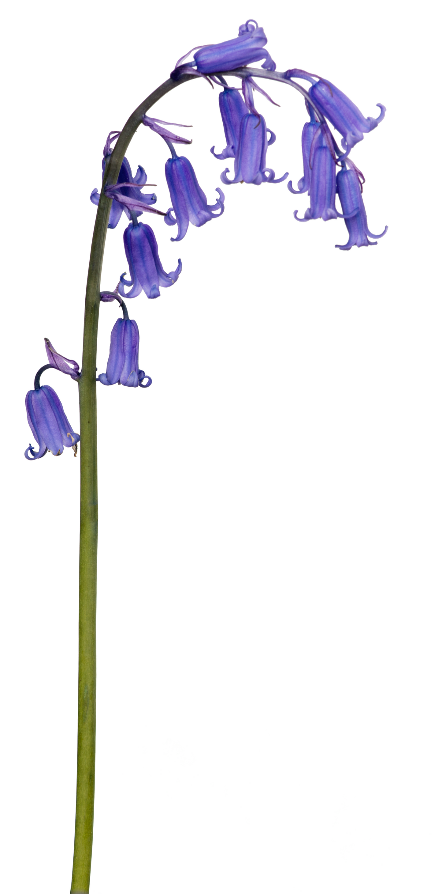 Bluebell Essence
