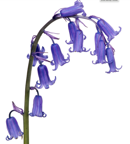 Bluebell Essence