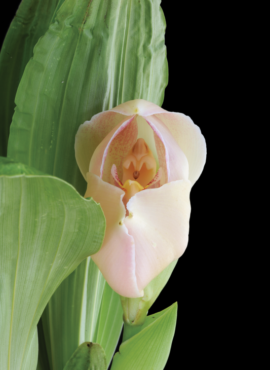 Boundless Peace Essence