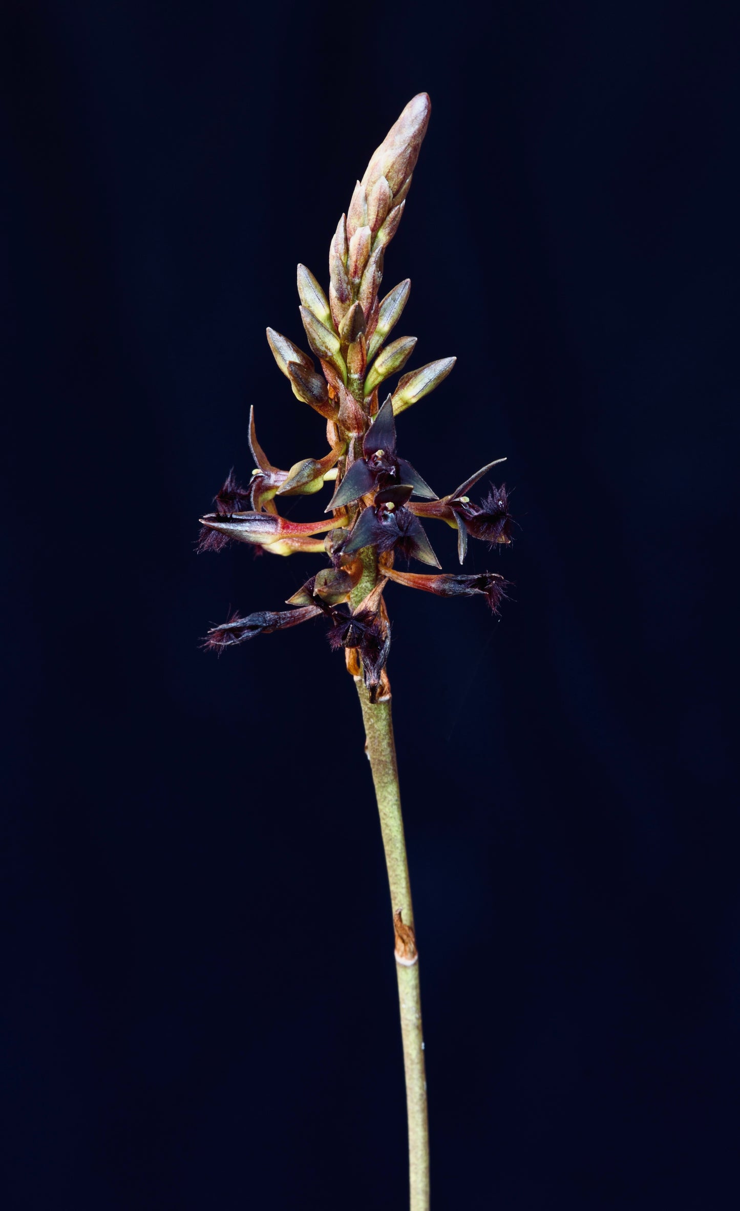 Orchid Fire Element Essence