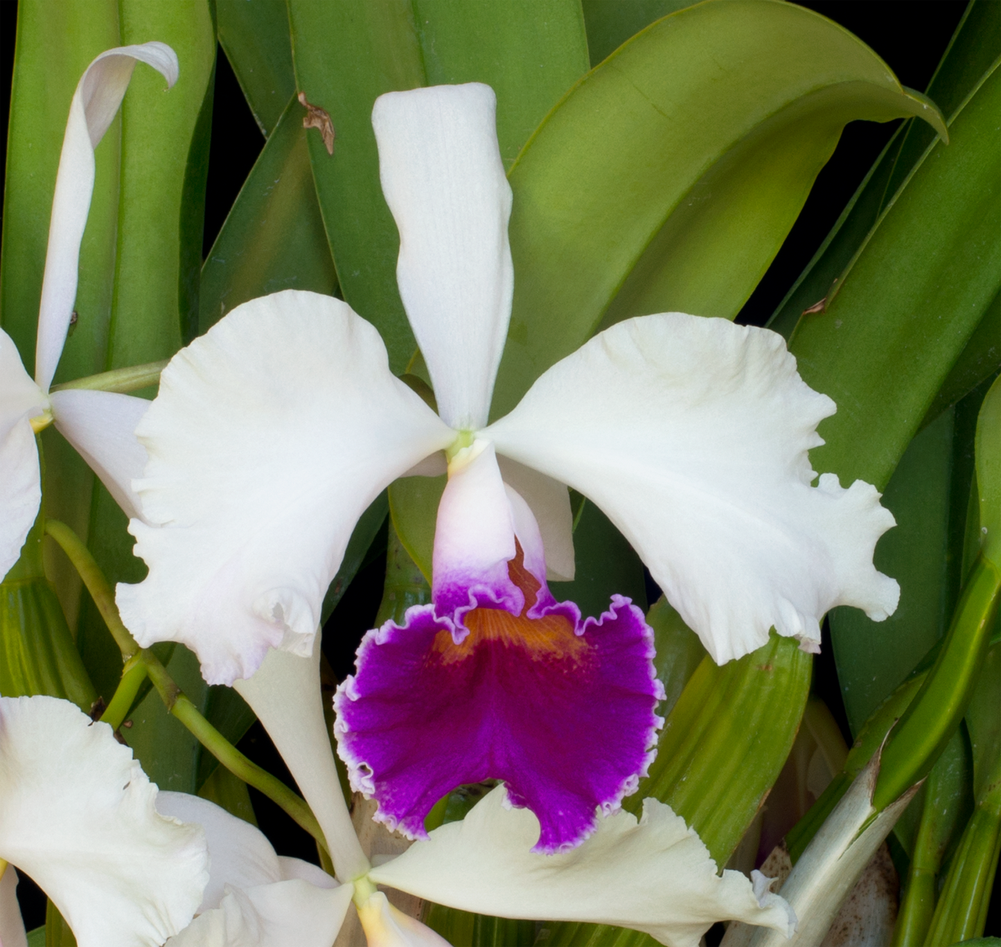 Carnival Essence