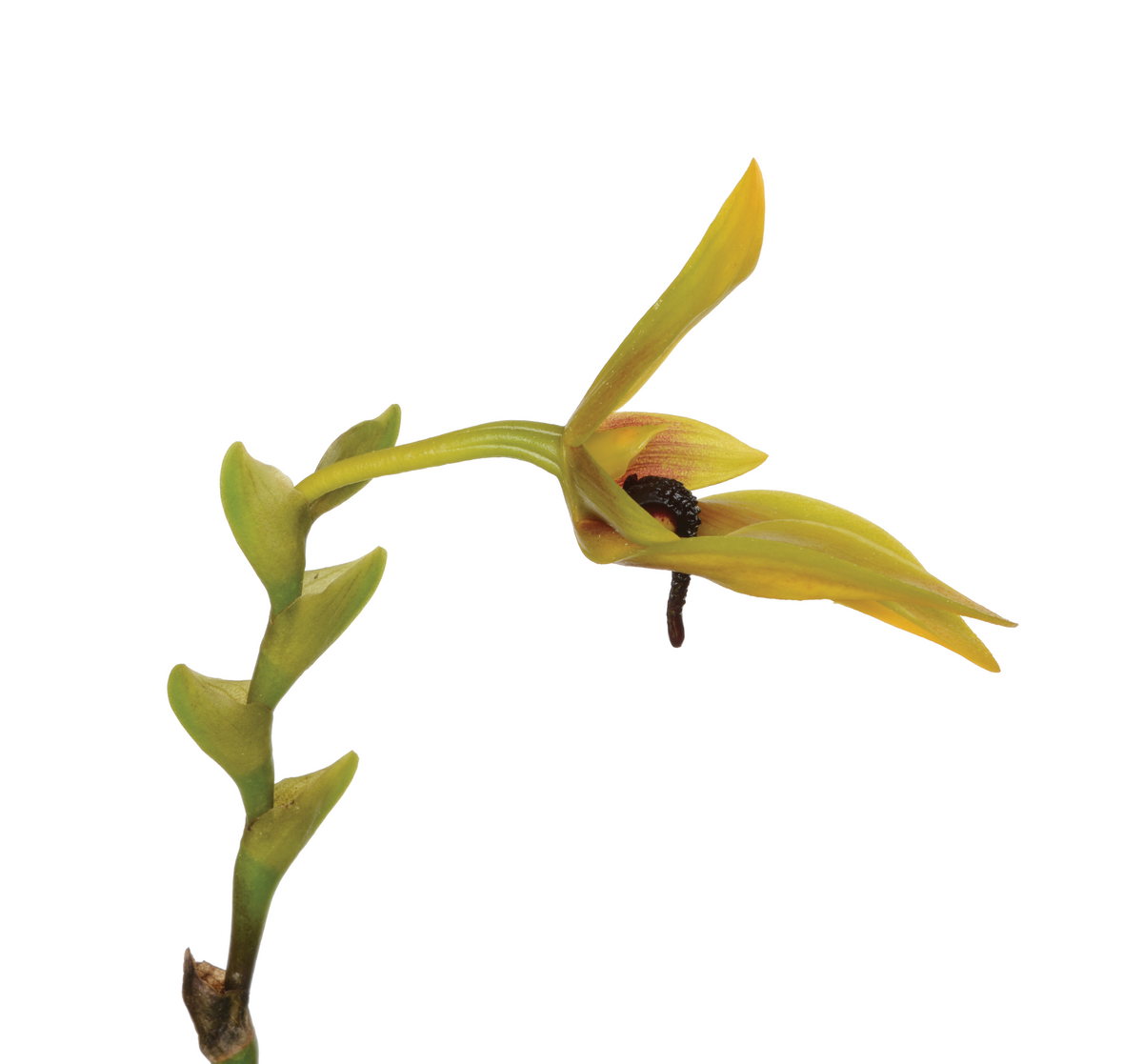 Center Renewal Essence