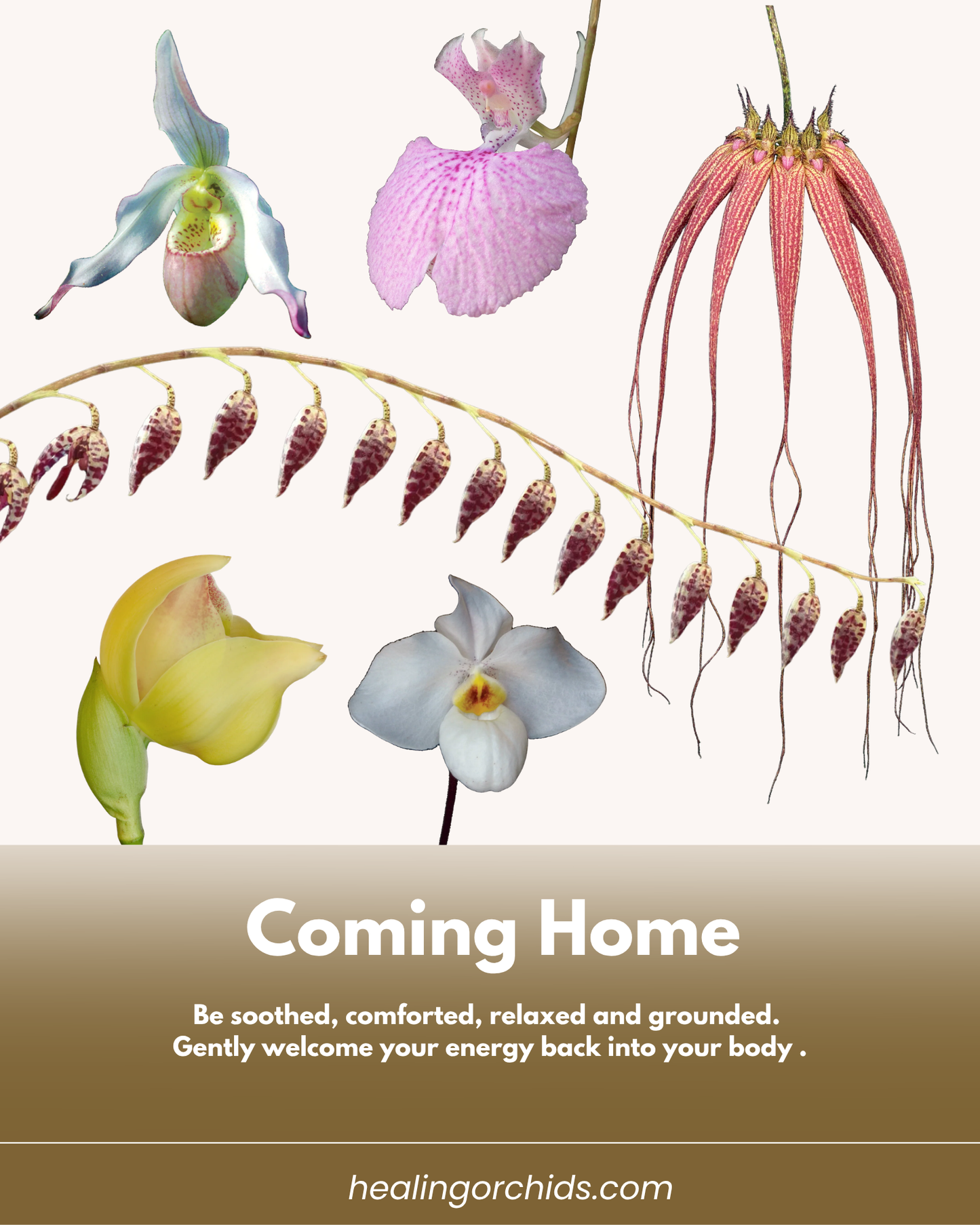 Coming Home Combination Essence