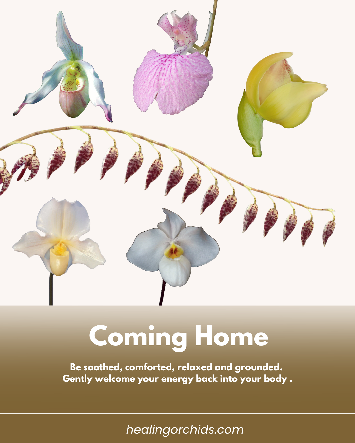 Coming Home Combination Essence