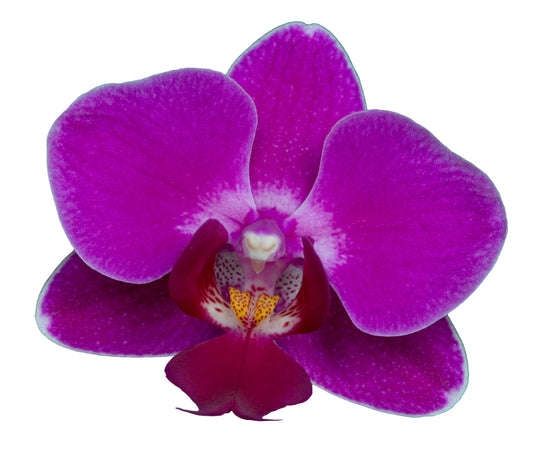 Compassionate Heart Essence