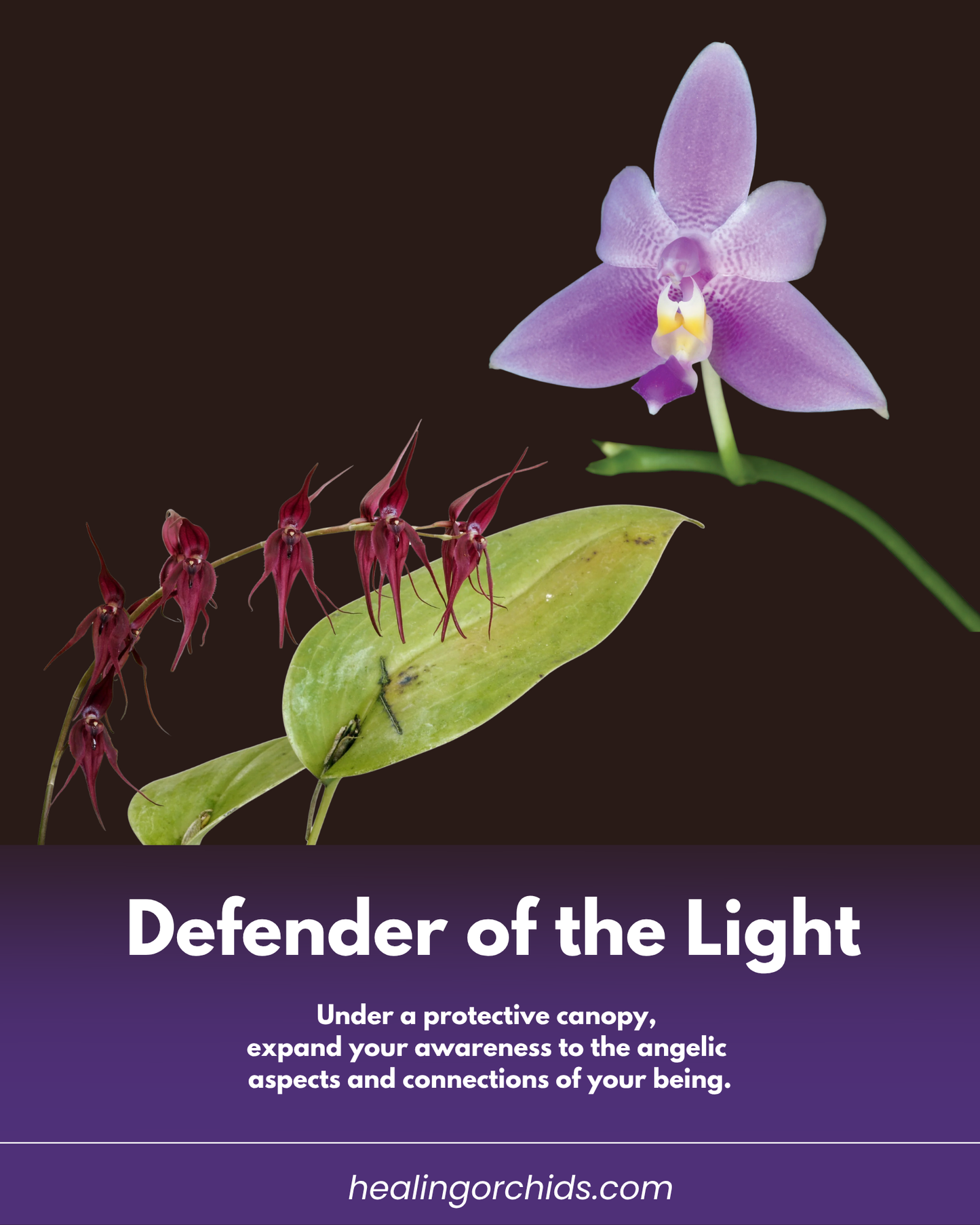 Defender of the Light Combination Essence