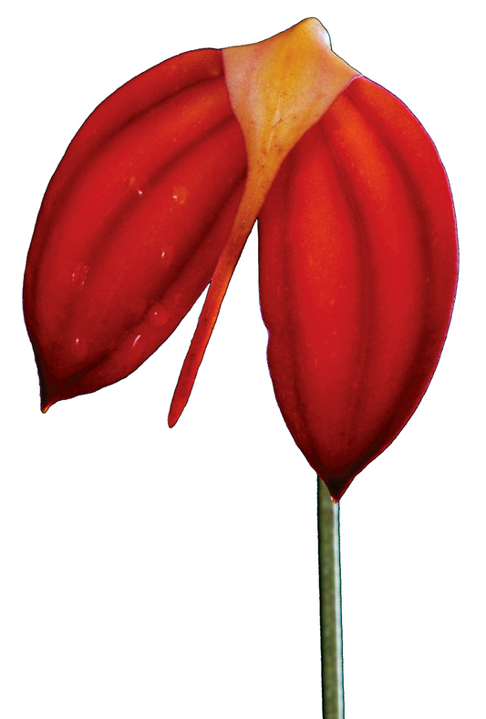Fire of Life Essence