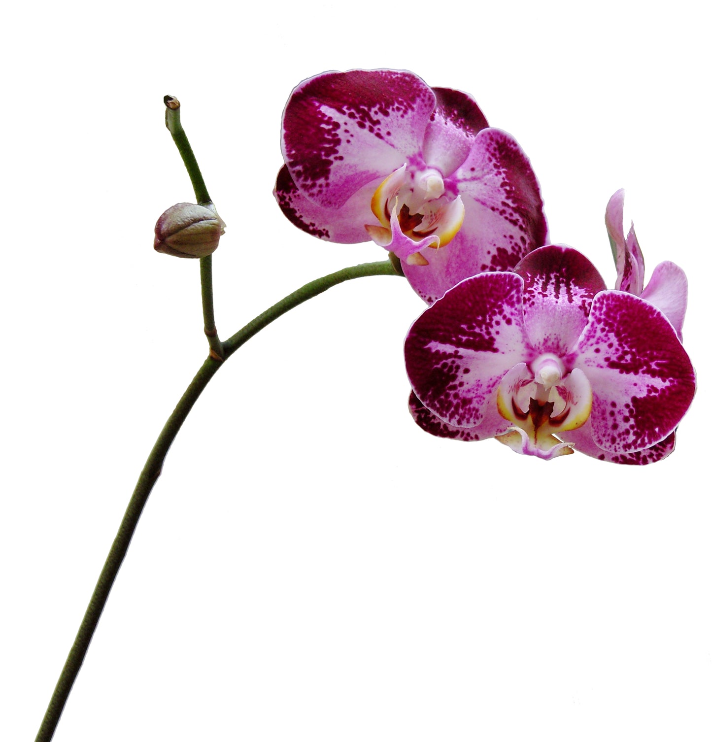 Love's Gift Essence