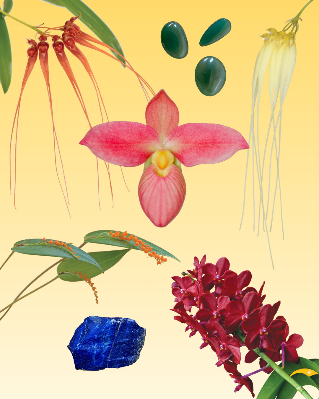 Golden-body Healer Combination Essence