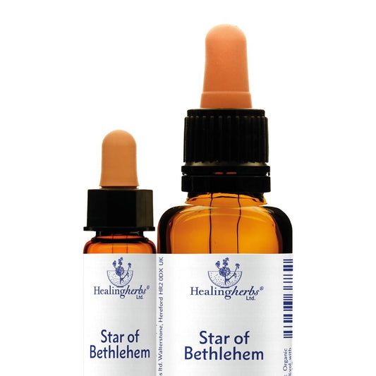 Healing Herbs - Star of Bethlehem
