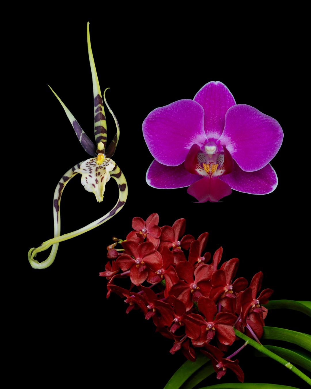 Heart Time Essence